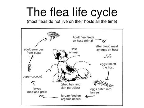 Ppt Strepsiptera Scorpionflies And Fleas Powerpoint Presentation