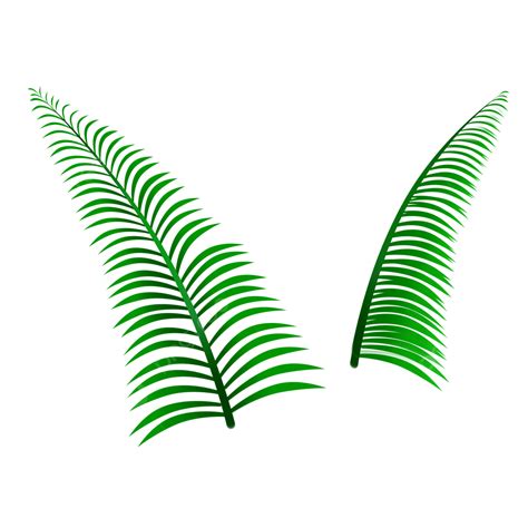 Front And Side View Of Fern Leaves, Fern Leaves, Fern, Grass PNG Transparent Clipart Image and ...