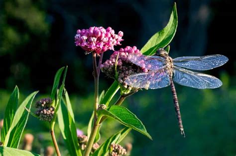 12 Plants To Attract Dragonflies For Mosquito Control