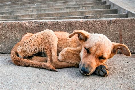 oído cortar a tajos Amabilidad que es un perro callejero Tomar