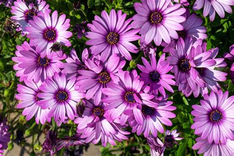 Try Cutting Back Your Osteospermum In Late Spring Or Autumn For More ...