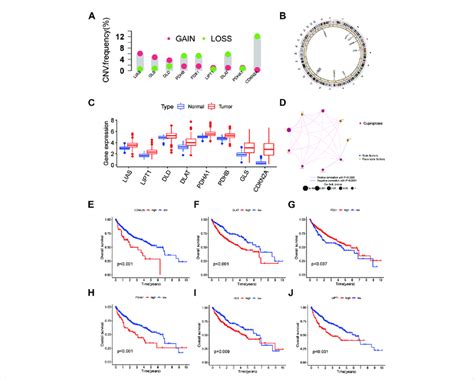 Genetic And Transcriptional Alterations Of Crgs In Hcc A Cnv Of Crgs