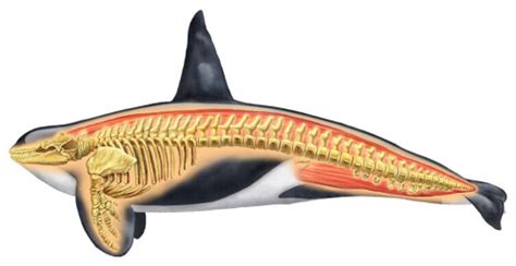 Scientific Illustration | Orca anatomy