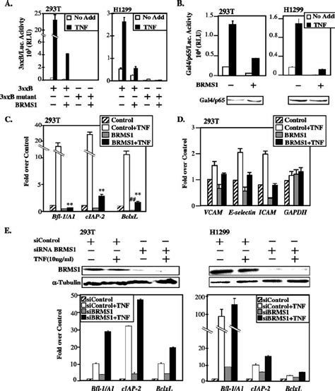 Brms Inhibits Constitutive And Tnf Induced Nf B Transcriptional