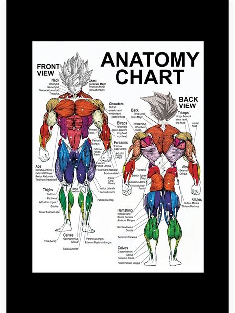 Saiyan Anatomy Chart Muscle Diagram Anime Workout Classic