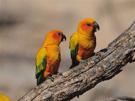 Parakeet Budgie Parrot Bird Tropical Wallpapers Hd Desktop