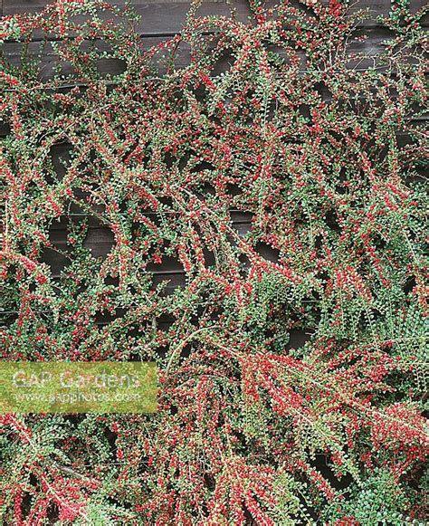 Cotoneaster Horizont Stock Photo By Nova Photo Graphik Image 0880348