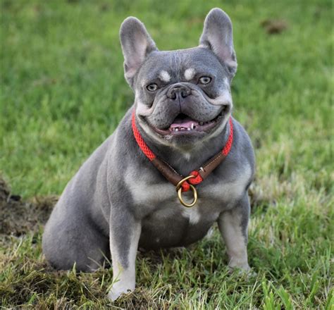 Great Lilac Blue And Tan French Bulldog In The Year 2023 Don T Miss Out