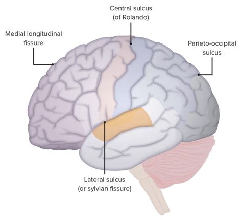 Corteza Cerebral Anatomía Concise Medical Knowledge Medical