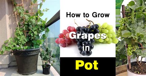 Growing Grapes In Containers How To Grow Grapes In Pots And Care