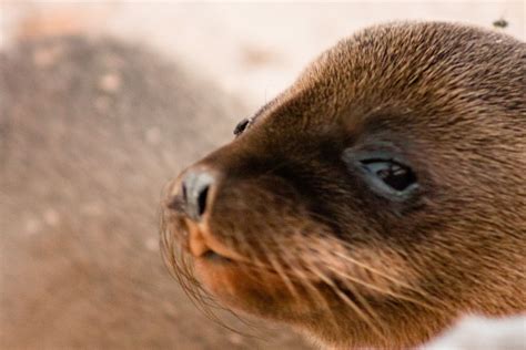 Open Eye Sea Lion Pup Journey Into Genovesa Island In The Galapagos