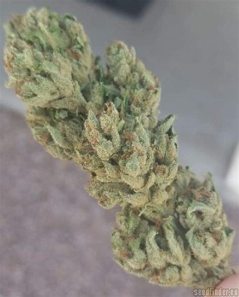 Exotic Kush Von The Kushbrothers Seeds Cannabis Sorten Infos