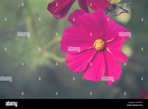 Pink Cosmos Flower in Garden Stock Photo - Alamy