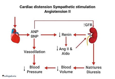 Atrial Natriuretic Factor Production And Role