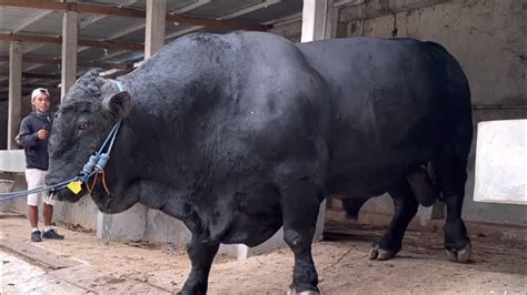 SAPI ANGUS TERBESAR DI INDONESIA Juara 3 Kontes Nasional YouTube