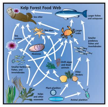 Neritic Zone Food Web