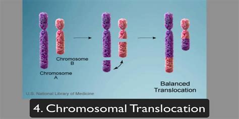 Chromosomal Mutations Translocation