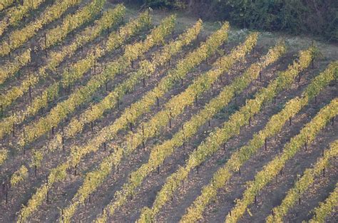 Comprare Un Terreno Agricolo Un Investimento Remunerativo Nel