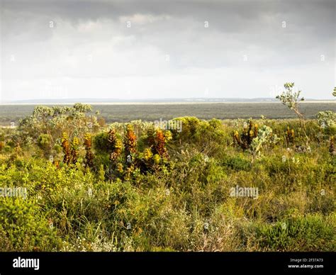 Punto Caliente De Biodiversidad Fotografías E Imágenes De Alta