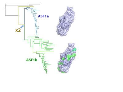 Phylogenetic Tree IMAGE EurekAlert Science News Releases