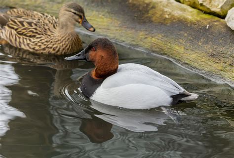 15 Types Of Ducks In Florida With Pictures Birdwatching Tips