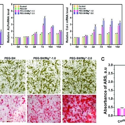 A Evaluating Osteogenic Differentiation Of Bmscs Cultured On The