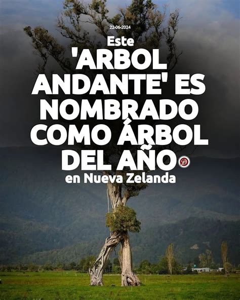 El Árbol del Año 2024 en Nueva Zelanda es el notable Metrosideros