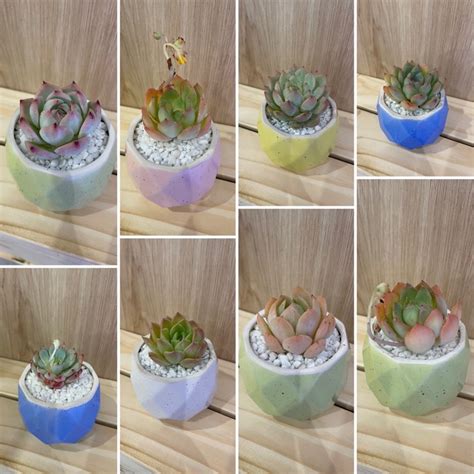 Succulent Plants Shopee Singapore