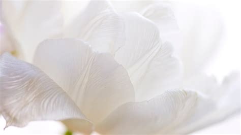 White Desktop Wallpaper - Wallpaper, High Definition, High Quality ...