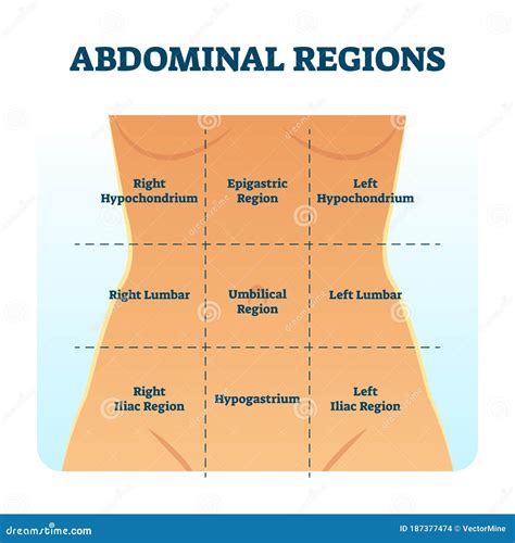 Human Body Quadrants Diagram