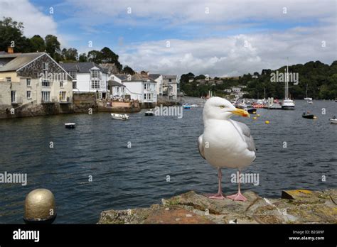 Seagull At Fowey Cornwall England United Kingdom Stock Photo Alamy