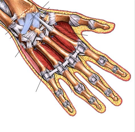 Palmar Wrist Hand Diagram Quizlet