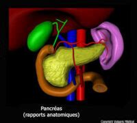 Pancr As Rapports Anatomiques Anatomie Photo Et Illustration