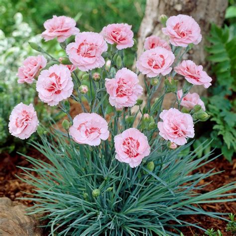 Dianthus Plumarius Doris Fjädernejlika Perenner