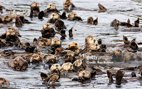 Sea Otter Photos and Premium High Res Pictures - Getty Images