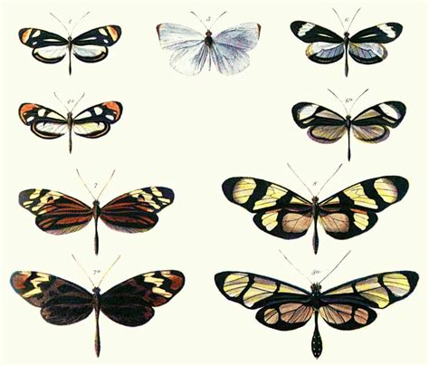 The Difference Between A Species And A Subspecies According To Science