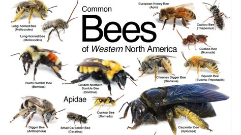 Bees Of North America Celebrating Nebraska Pollinators PBS