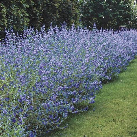 Caryopteris Longwood Blue Jackson And Perkins