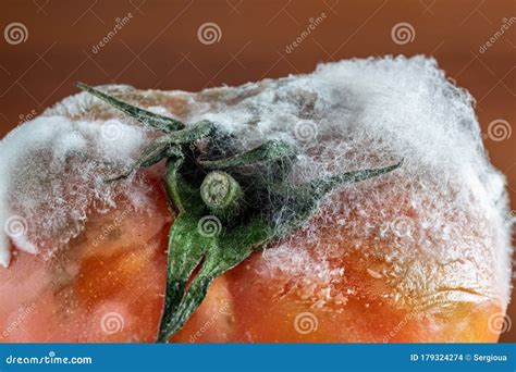 Tomate Podrido Con Moho Hongos Y Musgos Cerrados En Un Fondo Oscuro