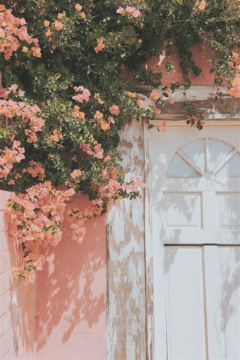 Peach Aesthetic Flower Aesthetic Aesthetic Images Aesthetic Vintage