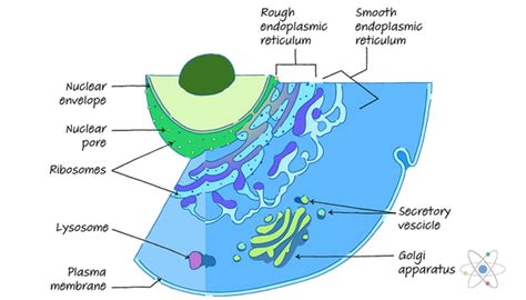 Lysosomes In Animal Cell