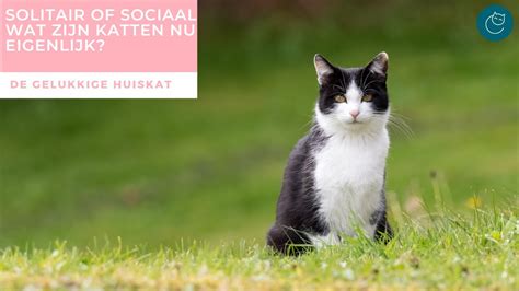 Solitair Of Sociaal Wat Zijn Katten Nu Eigenlijk De Gelukkige Huiskat Kattengedrag Youtube