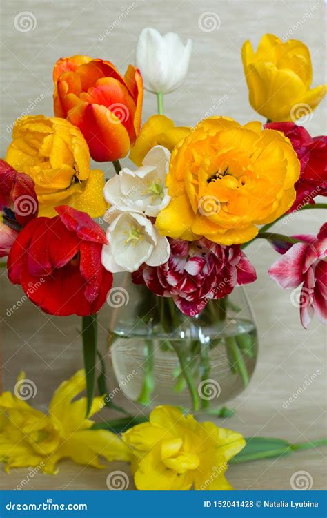 Bouquet of Tulips and Daffodils. Stock Photo - Image of beautiful, congratulation: 152041428