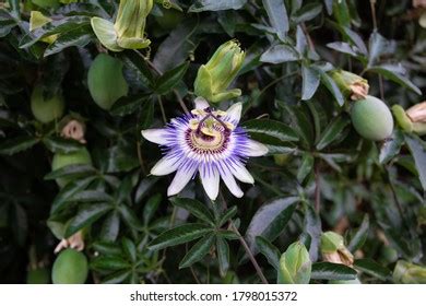 Passiflora Caerulea Clear Sky Park Stock Photo 2217614235 Shutterstock