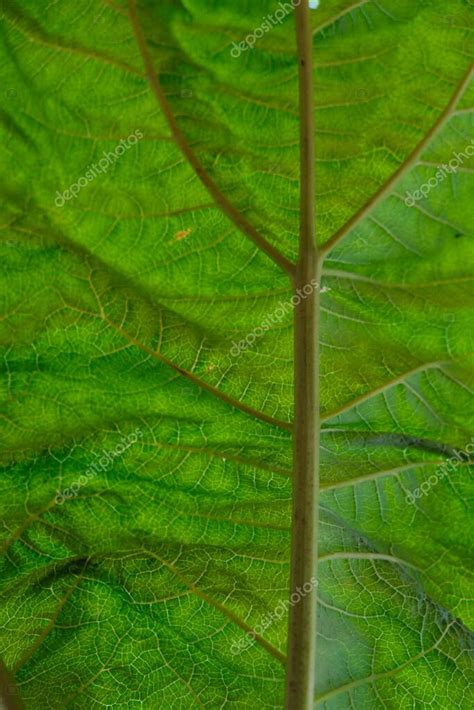 La Estructura Y Textura De La Hoja De Ruibarbo Abajo Hoja Contra El