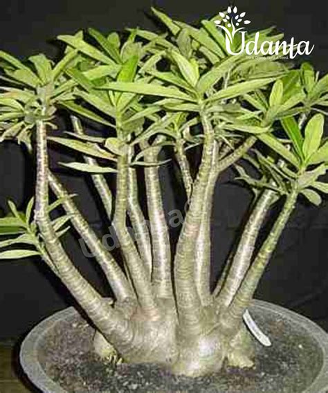 Adenium Arabicum Yak Saudi Plant Seeds I Buy Online Flower Plant From