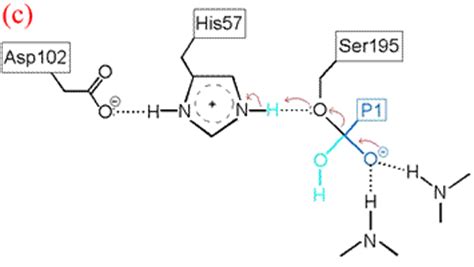 CHEM 440 - Cataytic triad