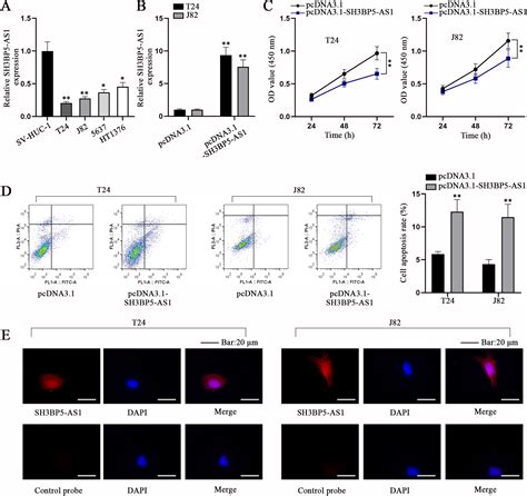 Sh Bp As Igf Bp Vdac Axis Promotes The Apoptosis And Ferroptosis Of