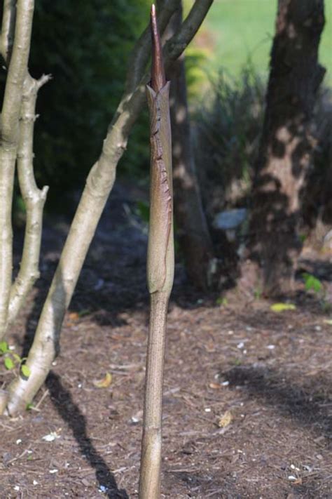 Amorphophallus Konjac ‘beige Stem