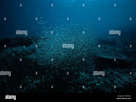 venomous catfish plotosus lineatus schooling  coral reef papua